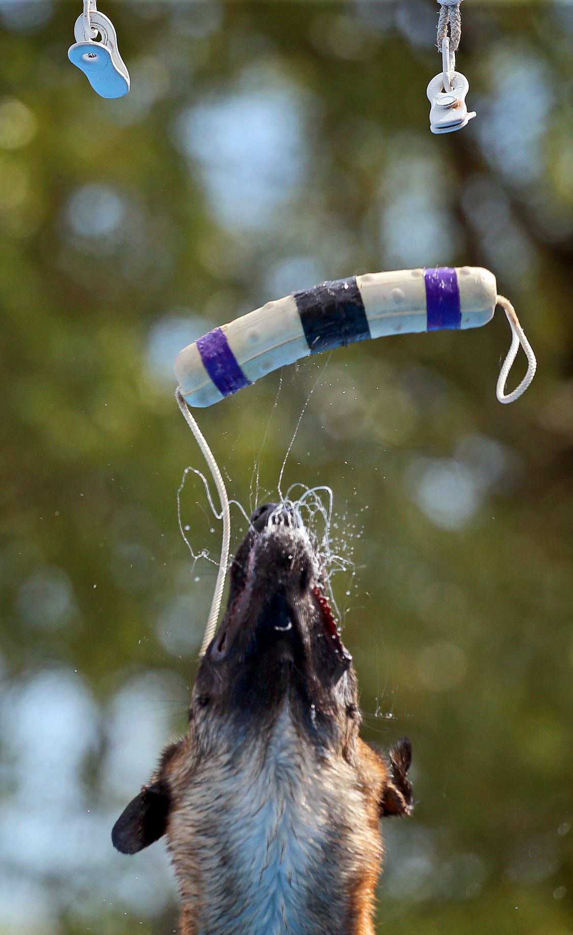 Incredible dogs compete at Purina Farms